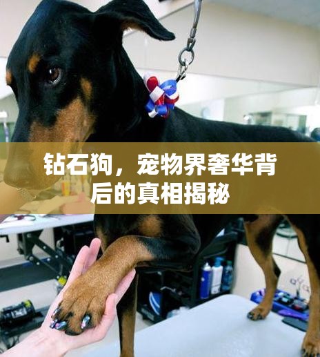 鉆石狗，寵物界奢華背后的真相揭秘