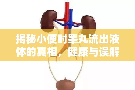 揭秘小便時睪丸流出液體的真相，健康與誤解的交織