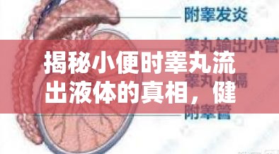 揭秘小便時睪丸流出液體的真相，健康與誤解的交織