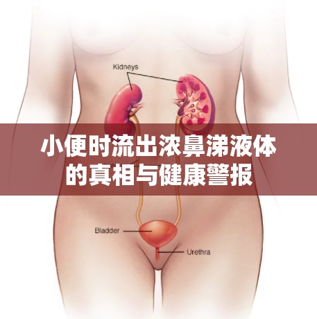 小便時流出濃鼻涕液體的真相與健康警報