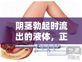 陰莖勃起時流出的液體，正常生理反應(yīng)與健康知識