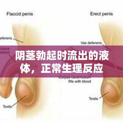 陰莖勃起時流出的液體，正常生理反應(yīng)與健康知識