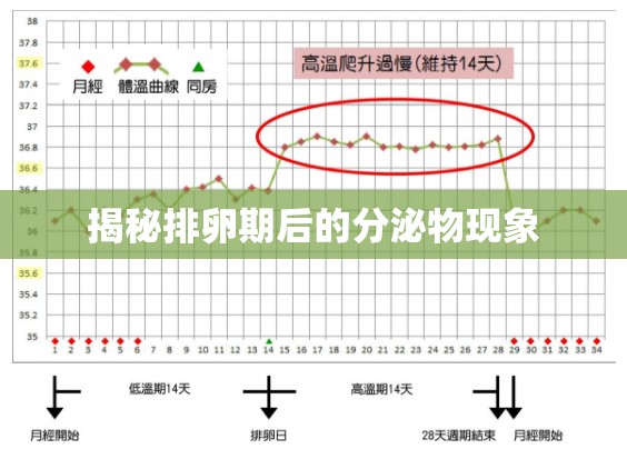 揭秘排卵期后的分泌物現(xiàn)象