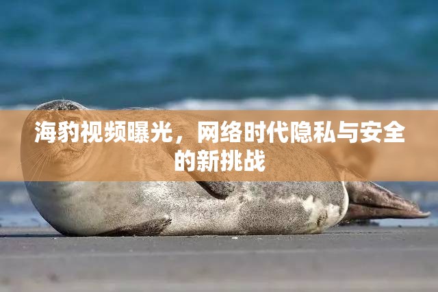 海豹視頻曝光，網(wǎng)絡(luò)時(shí)代隱私與安全的新挑戰(zhàn)