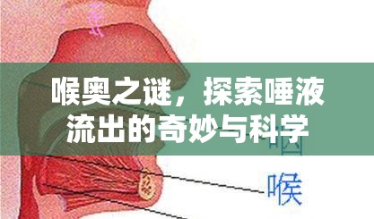 喉奧之謎，探索唾液流出的奇妙與科學