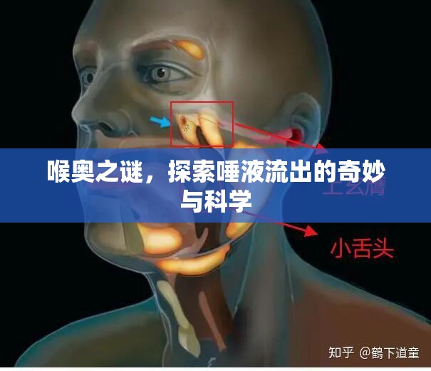 喉奧之謎，探索唾液流出的奇妙與科學