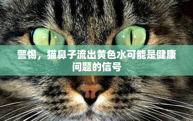 警惕，貓鼻子流出黃色水可能是健康問題的信號
