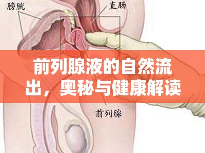 前列腺液的自然流出，奧秘與健康解讀