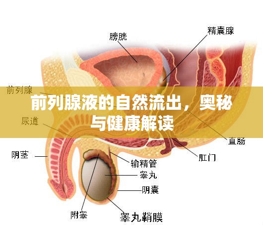 前列腺液的自然流出，奧秘與健康解讀