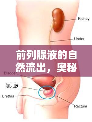 前列腺液的自然流出，奧秘與健康解讀