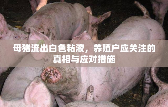 母豬流出白色粘液，養(yǎng)殖戶應(yīng)關(guān)注的真相與應(yīng)對(duì)措施