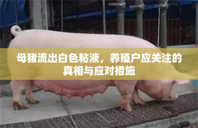母豬流出白色粘液，養(yǎng)殖戶應(yīng)關(guān)注的真相與應(yīng)對(duì)措施