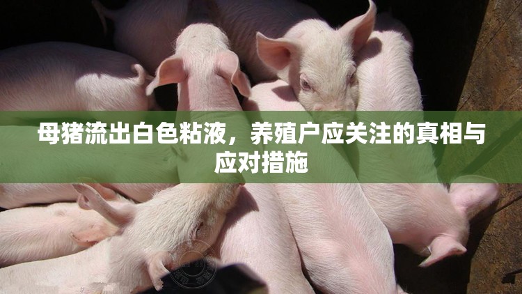 母豬流出白色粘液，養(yǎng)殖戶應(yīng)關(guān)注的真相與應(yīng)對(duì)措施