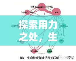 探索用力之處，生命之流，揭示用力與血流關系的奧秘