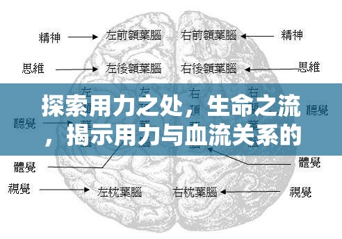 探索用力之處，生命之流，揭示用力與血流關系的奧秘