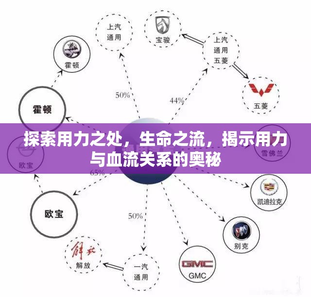 探索用力之處，生命之流，揭示用力與血流關系的奧秘