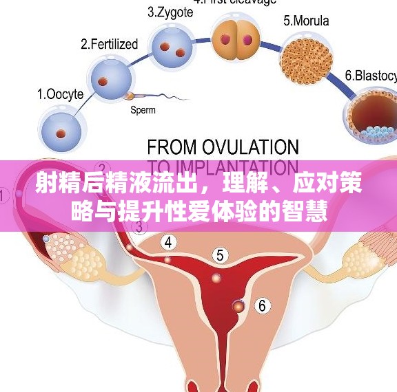 射精后精液流出，理解、應(yīng)對策略與提升性愛體驗的智慧