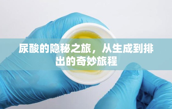 尿酸的隱秘之旅，從生成到排出的奇妙旅程