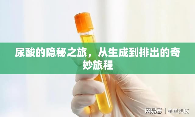 尿酸的隱秘之旅，從生成到排出的奇妙旅程