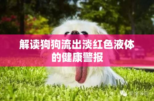 解讀狗狗流出淡紅色液體的健康警報(bào)
