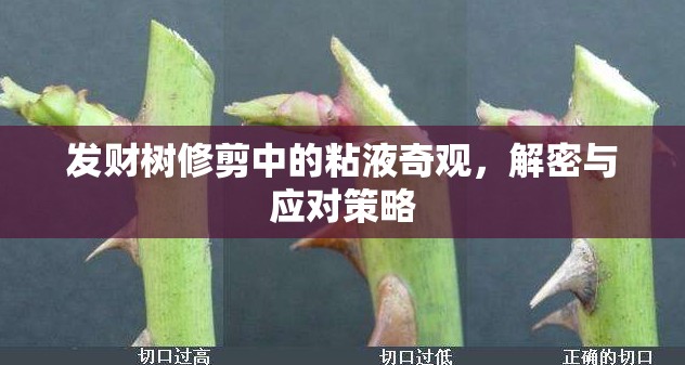 發(fā)財樹修剪中的粘液奇觀，解密與應對策略