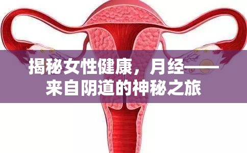 揭秘女性健康，月經(jīng)——來(lái)自陰道的神秘之旅