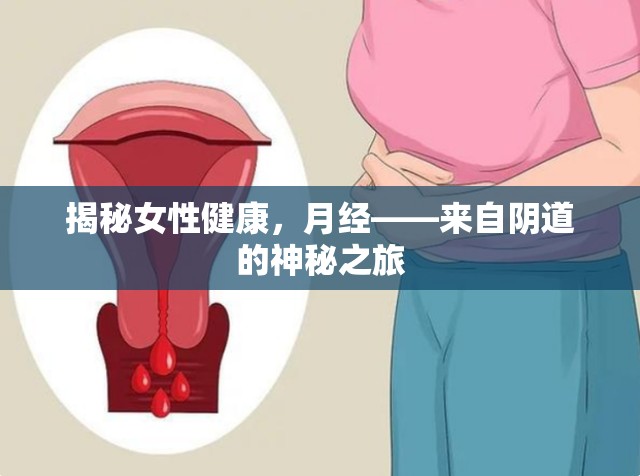 揭秘女性健康，月經(jīng)——來(lái)自陰道的神秘之旅