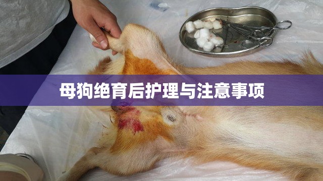 母狗絕育后護理與注意事項