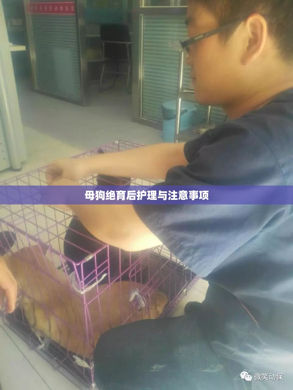 母狗絕育后護理與注意事項