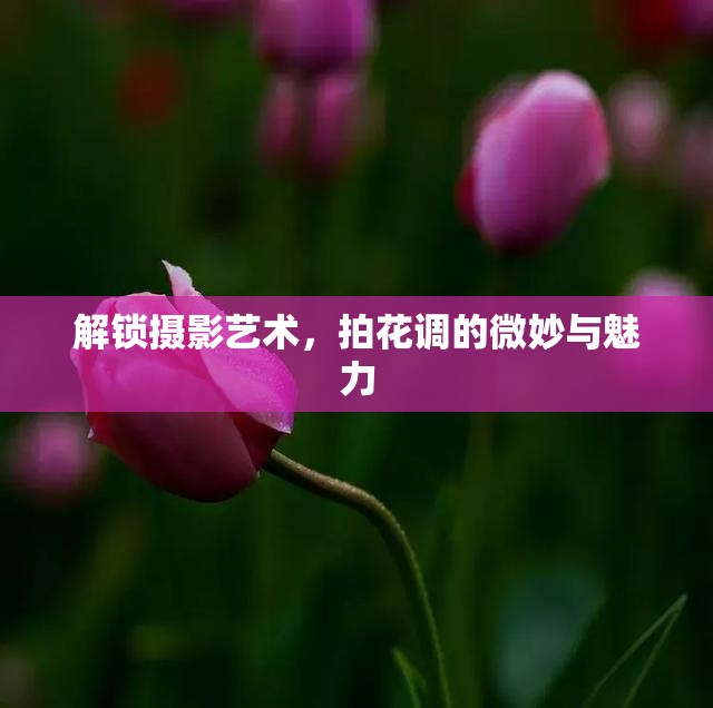解鎖攝影藝術(shù)，拍花調(diào)的微妙與魅力