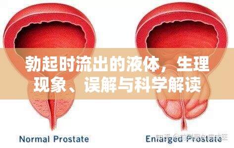 勃起時流出的液體，生理現象、誤解與科學解讀