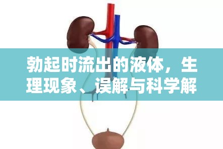 勃起時流出的液體，生理現象、誤解與科學解讀