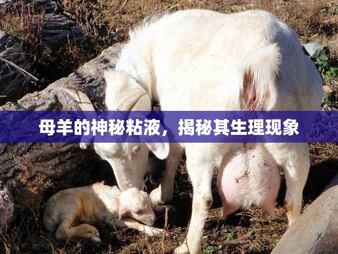 母羊的神秘粘液，揭秘其生理現(xiàn)象