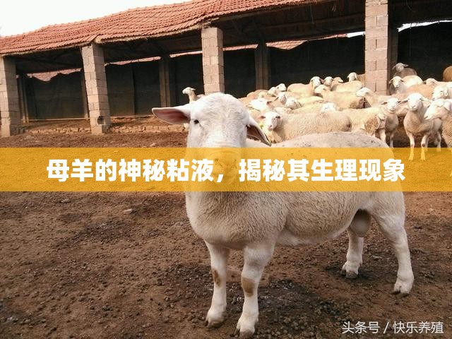 母羊的神秘粘液，揭秘其生理現(xiàn)象