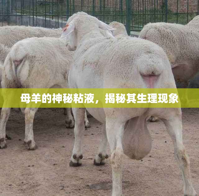 母羊的神秘粘液，揭秘其生理現(xiàn)象