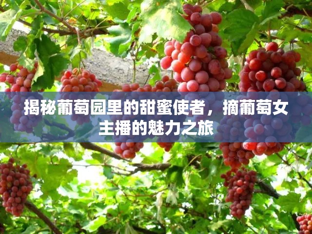 揭秘葡萄園里的甜蜜使者，摘葡萄女主播的魅力之旅