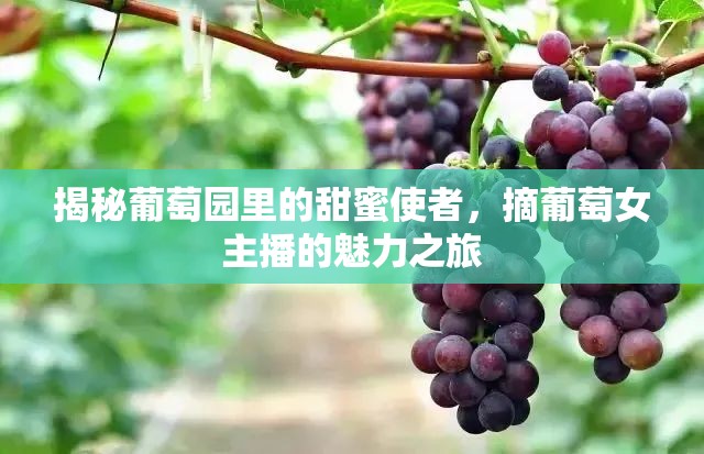 揭秘葡萄園里的甜蜜使者，摘葡萄女主播的魅力之旅