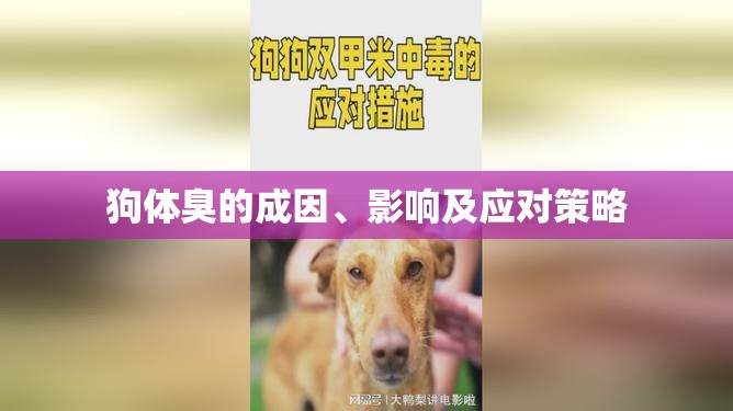 狗體臭的成因、影響及應對策略