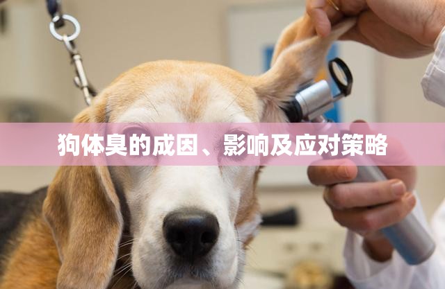 狗體臭的成因、影響及應對策略