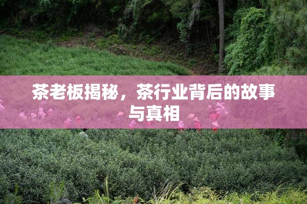 茶老板揭秘，茶行業(yè)背后的故事與真相