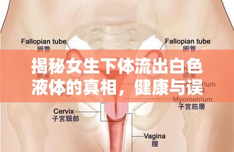 揭秘女生下體流出白色液體的真相，健康與誤解的交織