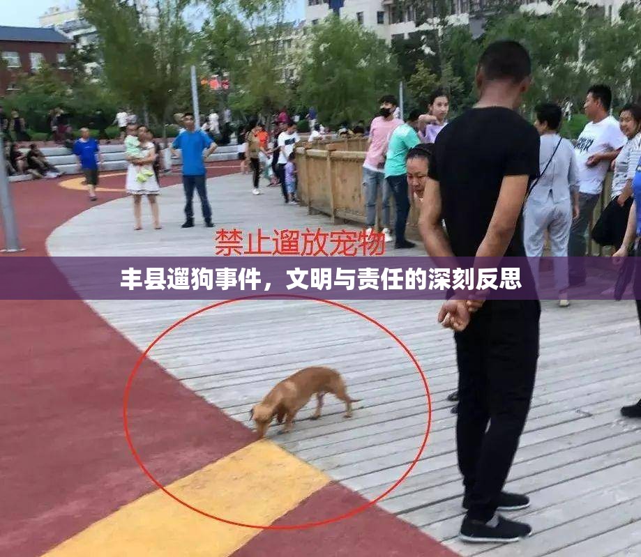 豐縣遛狗事件，文明與責(zé)任的深刻反思