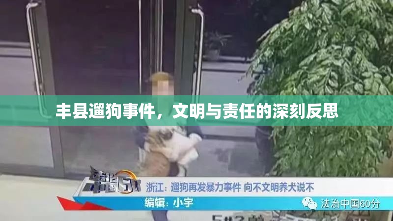 豐縣遛狗事件，文明與責(zé)任的深刻反思