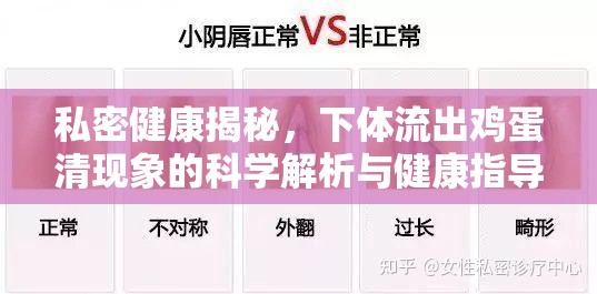 私密健康揭秘，下體流出雞蛋清現(xiàn)象的科學解析與健康指導