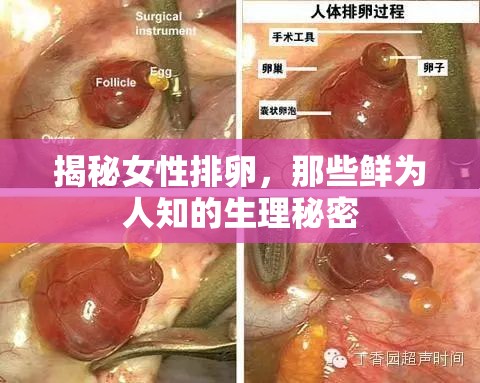 揭秘女性排卵，那些鮮為人知的生理秘密