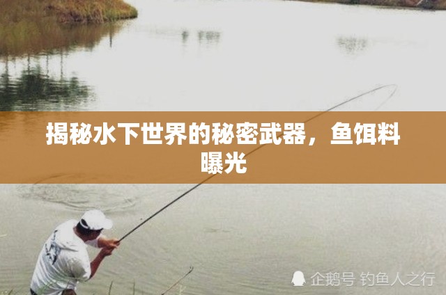 揭秘水下世界的秘密武器，魚餌料曝光
