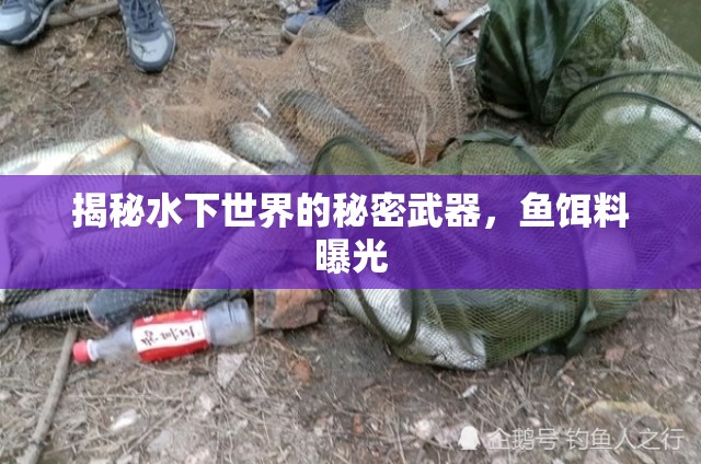 揭秘水下世界的秘密武器，魚餌料曝光