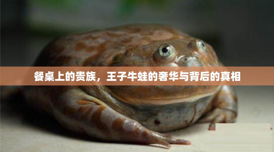 餐桌上的貴族，王子牛蛙的奢華與背后的真相