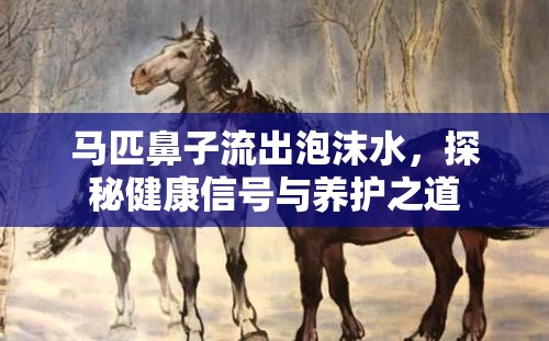 馬匹鼻子流出泡沫水，探秘健康信號(hào)與養(yǎng)護(hù)之道