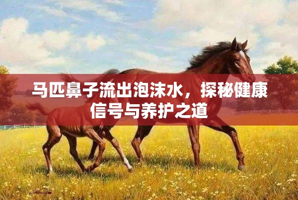 馬匹鼻子流出泡沫水，探秘健康信號(hào)與養(yǎng)護(hù)之道